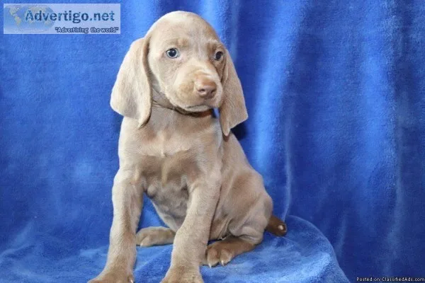 Lexi Female Weimaraner