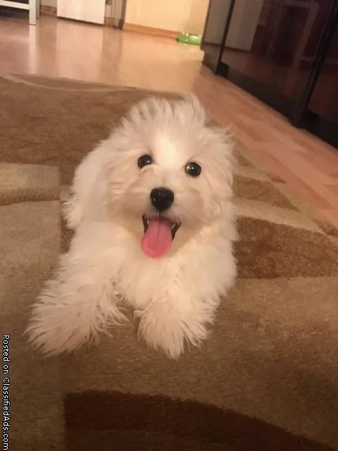 Male Neutered Havanese puppy 3 months old for sale