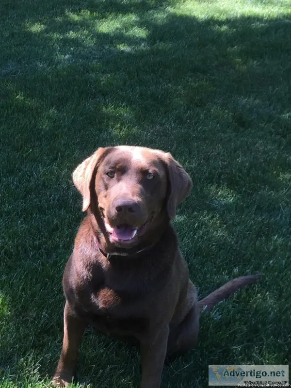 Lost female chocolate lab