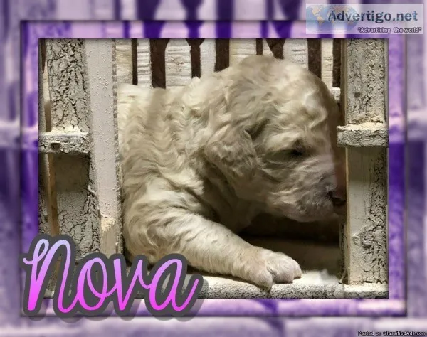Nova Female Standard Poodle