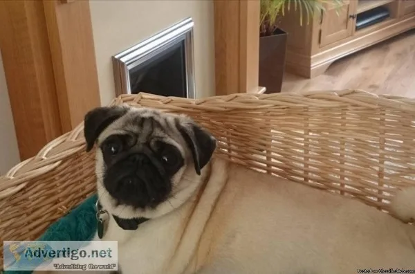 Pedigree Pug girl