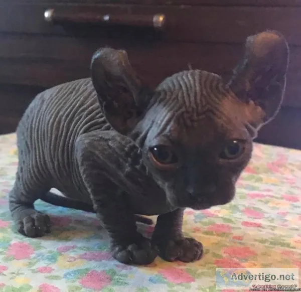 Sphynx Elf Kitten Available