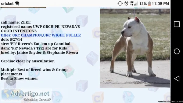 Am. Pit Bull Terrier Pups