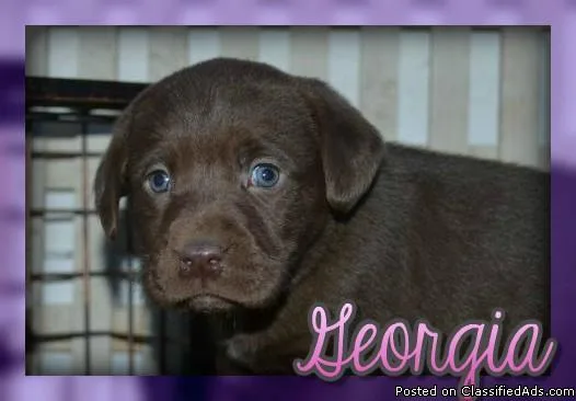 Georgia Female Labrador Retriever
