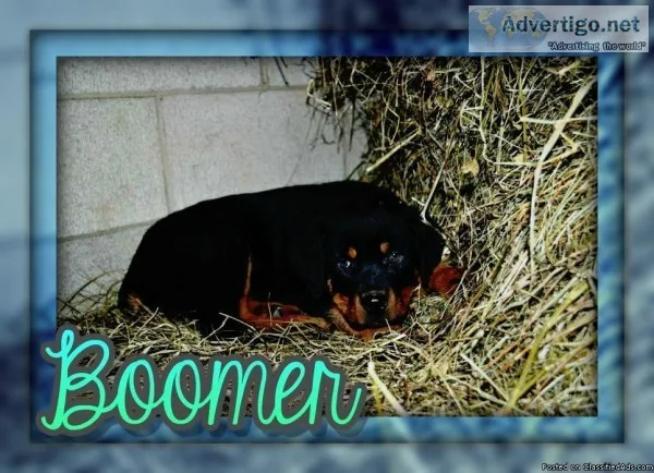 Boomer Male Rottweiler