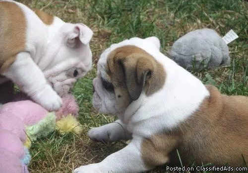 Bargain Chocolate Tan English Bulldog Puppies