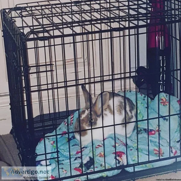 Rehoming female rabbit