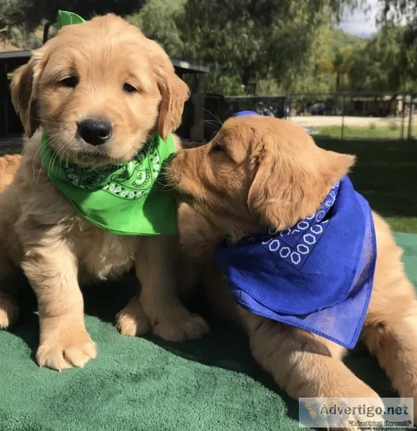 AKC Golden Retriever Puppies