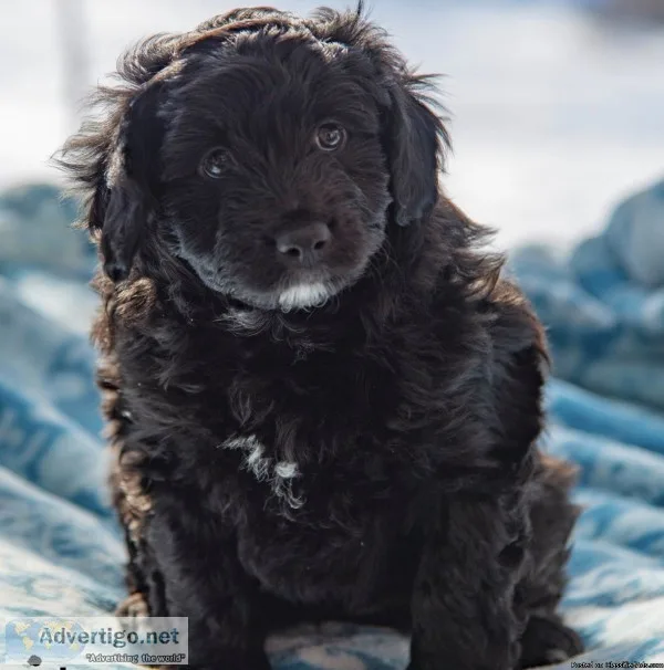 Toy Aussiedoodle