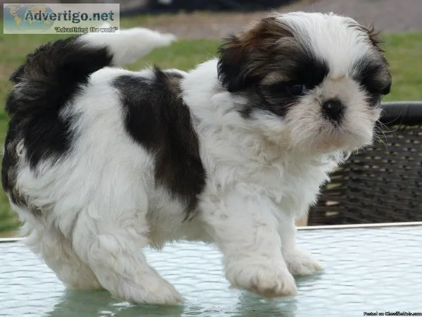 Outstanding Quality Shihtzu Small Puppies
