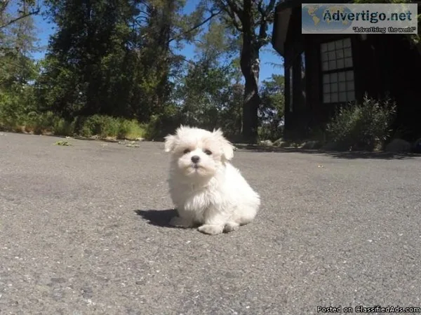 xw Awesome Maltese Puppies Available