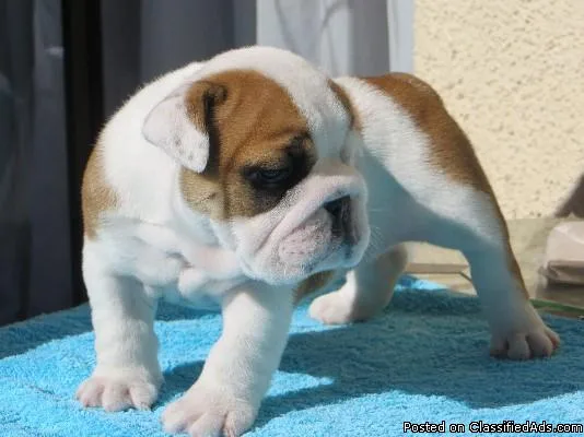 ckc English Bulldogs Available