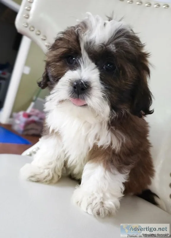 Adorable Toy Shih-Poo Puppies