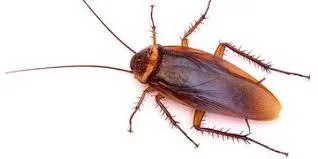 COCKROACH CONTROL TREATMENT (GELHERBAL TREATMENT)