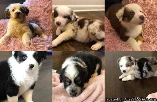 Australian Shepherd Puppy