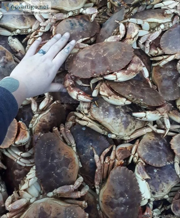 Seafood Delivery