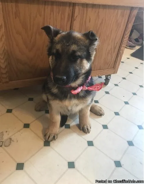 Household German Shepherd babies