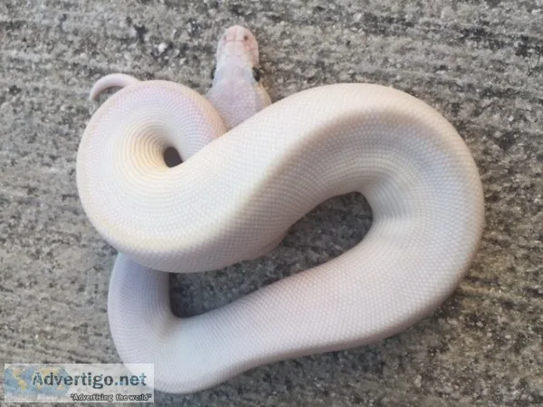 Blue eye leucistic ball python for sale 