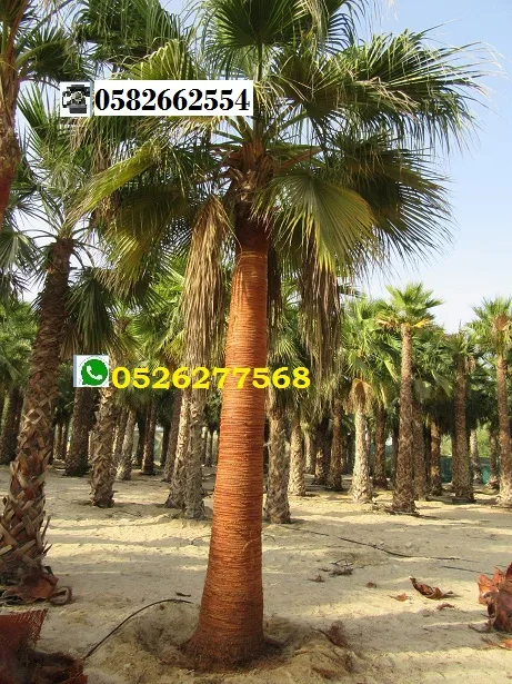 Florida palmtree 0526277568 sale dxb