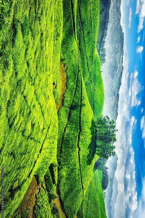 Enjoy the calm and Mesmerizing Nature at Munnar.
