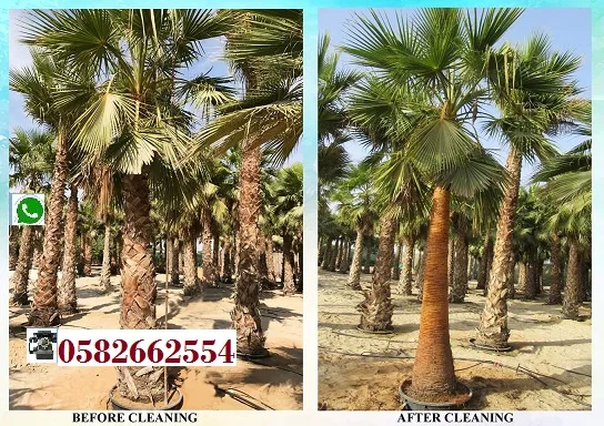Florida palmtree 0526277568 sale dxb