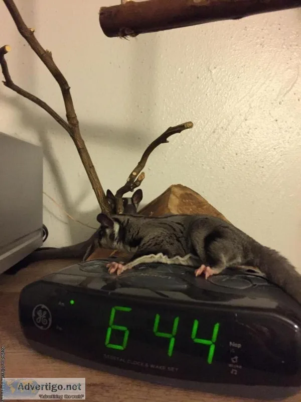 Baby sugar gliders