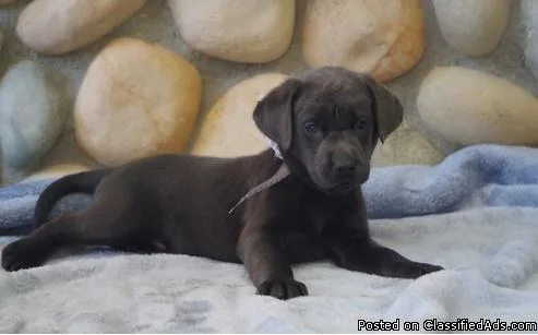 Petty  Labrador Retriever Pup