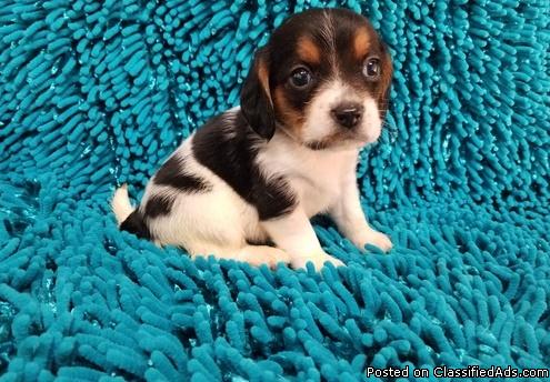 Beautiful beagle girl