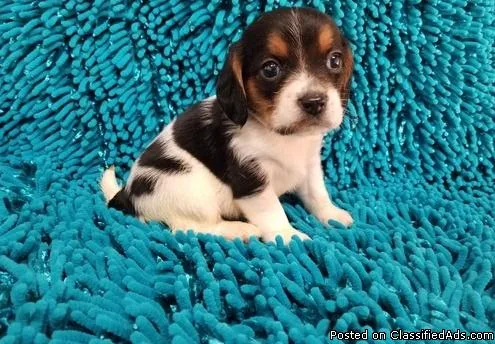 Beautiful beagle girl