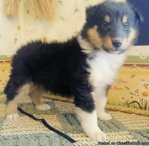 Sugar Collie Pups