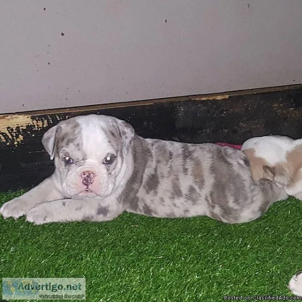5mth AKC Blue Merle Triple Carrier Female English Bulldog