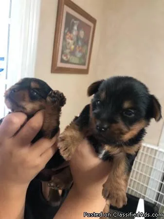 Yorkie yorky yorkys yorki Yorshire Teacup yorkis yorkies