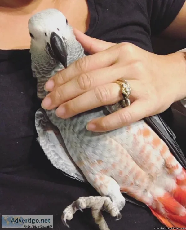 African Grey Parrots