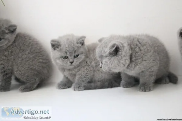 blue british shorthair kittens