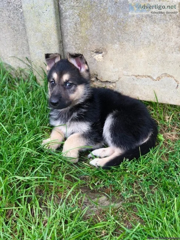 Both German shepherd puppies now