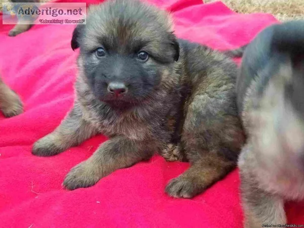sound german open pupies for sell