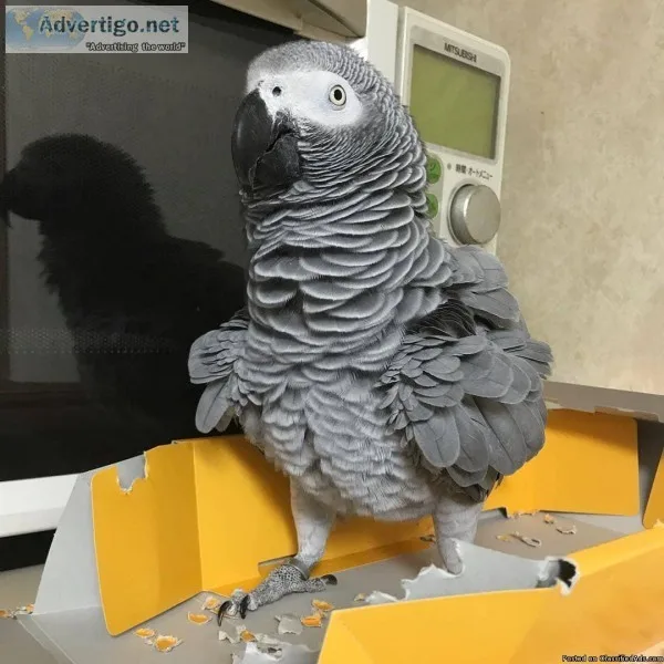 AFRICAN GREY PARROTS FOR SALE WITH CAGE
