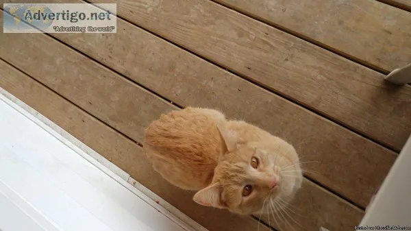 Orange female tabby