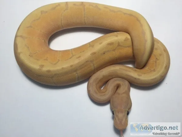 Coral glow spider ball python for sale