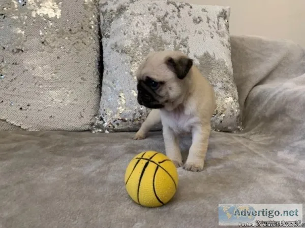 adorable    pugs    puppies    for     adoption