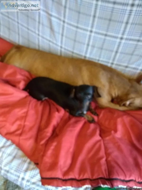 Little Chiweenie