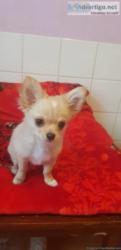 adorable Chihuahua puppies for adoption