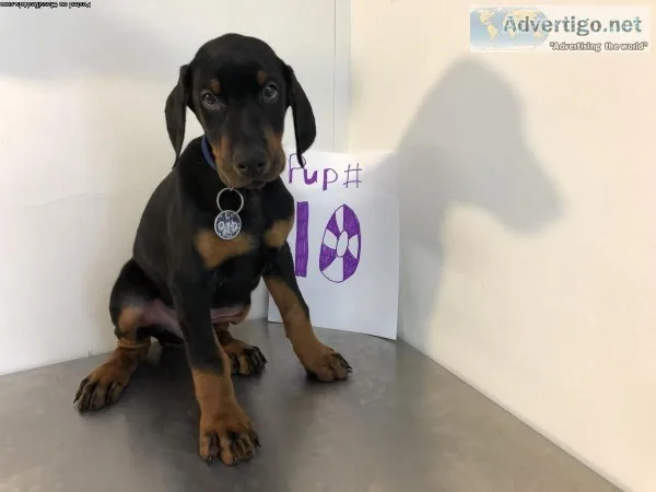 Purebred Doberman Puppies
