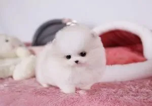 Top Quality micro tiny teacup Pomeranian Puppies