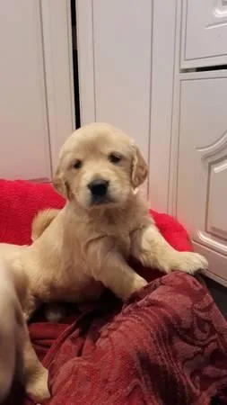 Adorable Golden RetrieverLab Puppies Ready to Go