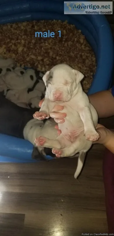 Pit Bull puppies ready 3312019