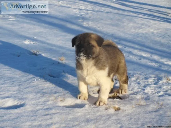Purebred American Akita Puppies