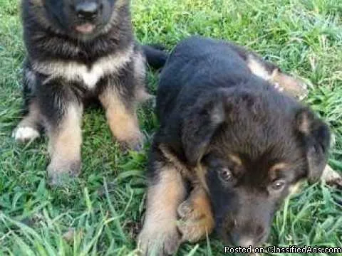 pure breed German Shepherd Pups