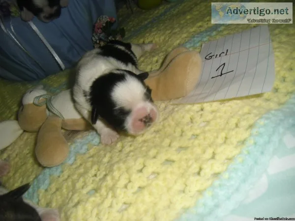 ACA LHASA APSO  PUPPIES