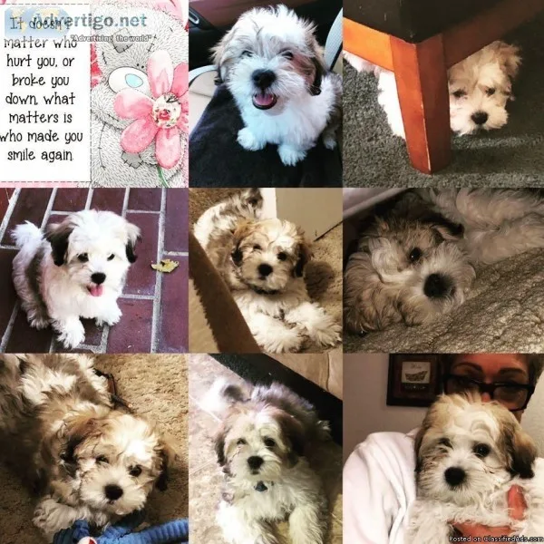 Mal-shi puppys